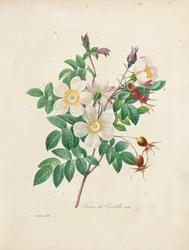 Rosier de Candolle, uit 